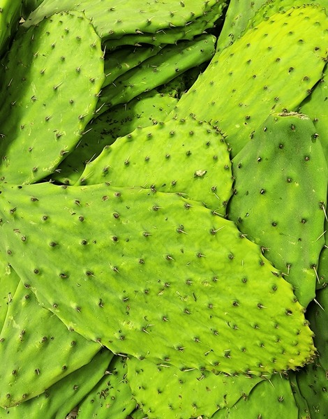 Nopal